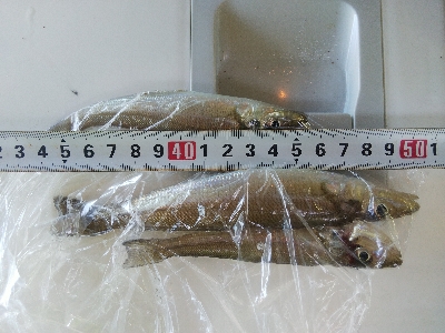 苅屋海岸のキス釣り