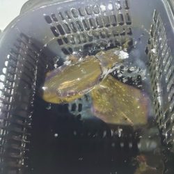 リベンジのナイトティップラン