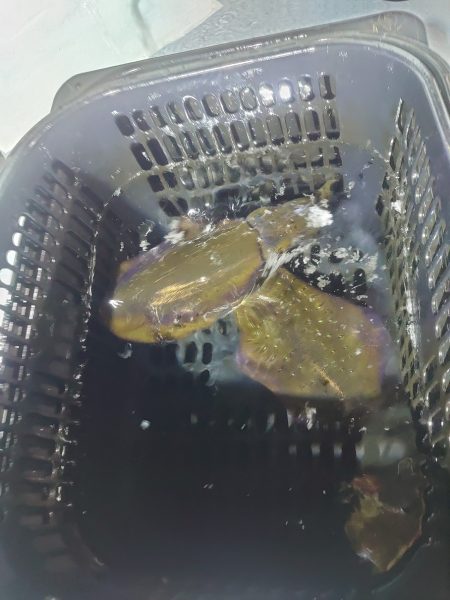 リベンジのナイトティップラン