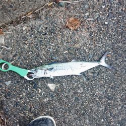 まだ小さいサゴシ