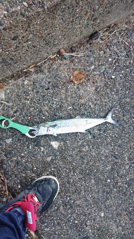 まだ小さいサゴシ