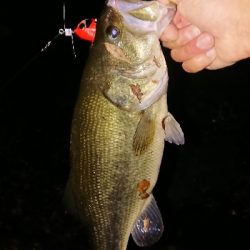 日没後にトップで1本