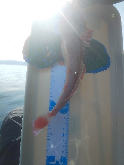 アオリイカ終盤戦