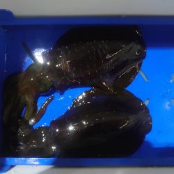 リベンジのナイトティップラン