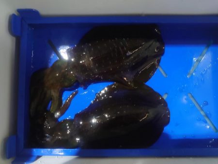 リベンジのナイトティップラン