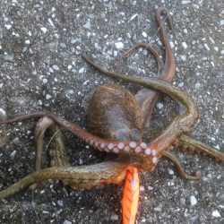 やっと来ました‼モンスター