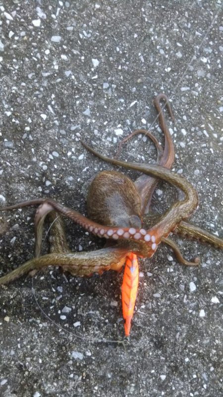 やっと来ました‼モンスター