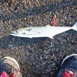 まだ小さいサゴシ