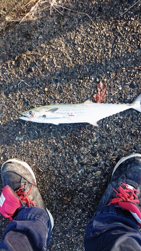 まだ小さいサゴシ