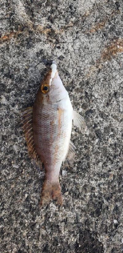 初アオリイカゲット