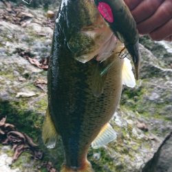 ビッグベイトで2本