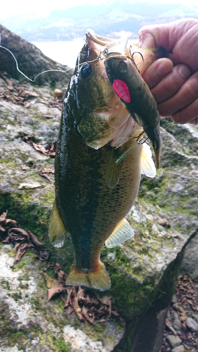 ビッグベイトで2本