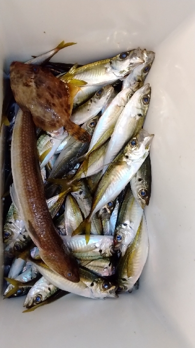 久しぶりのファミリーフィッシング