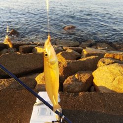 苅屋海岸のキス釣り