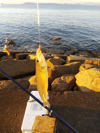 苅屋海岸のキス釣り