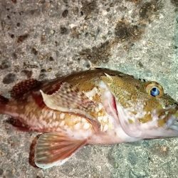 夜釣でのアジング