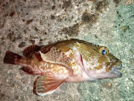 夜釣でのアジング