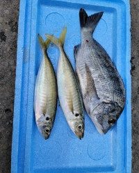 和歌山マリーナシティ釣り公園 釣果