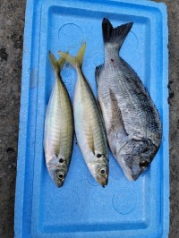 和歌山マリーナシティ釣り公園 釣果