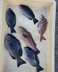 和歌山マリーナシティ釣り公園 釣果