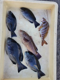 和歌山マリーナシティ釣り公園 釣果