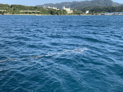 本部釣りイカダ 釣果