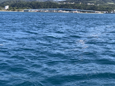 本部釣りイカダ 釣果