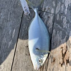 本部釣りイカダ 釣果