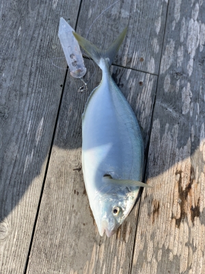 本部釣りイカダ 釣果