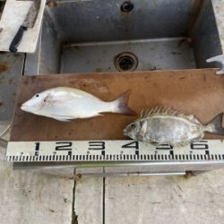 本部釣りイカダ 釣果