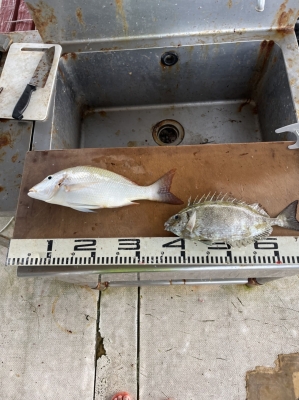 本部釣りイカダ 釣果