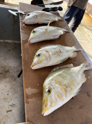 本部釣りイカダ 釣果