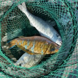 本部釣りイカダ 釣果