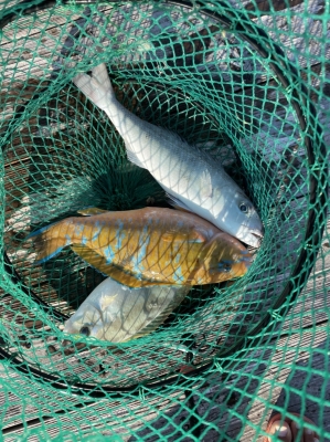 本部釣りイカダ 釣果