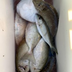 本部釣りイカダ 釣果