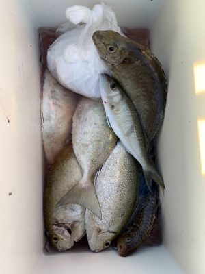 本部釣りイカダ 釣果