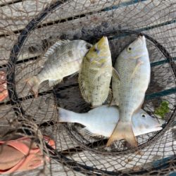 本部釣りイカダ 釣果