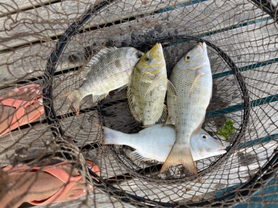 本部釣りイカダ 釣果