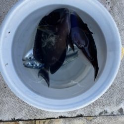 本部釣りイカダ 釣果