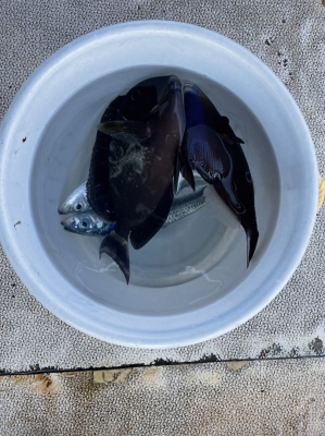 本部釣りイカダ 釣果