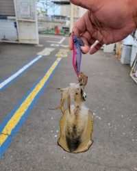 和歌山マリーナシティ釣り公園 釣果