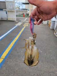 和歌山マリーナシティ釣り公園 釣果