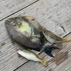 本部釣りイカダ 釣果