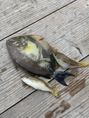 本部釣りイカダ 釣果