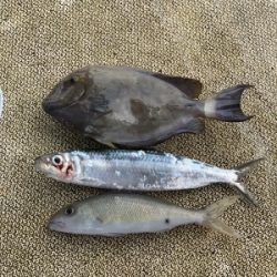 本部釣りイカダ 釣果