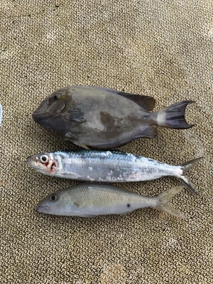 本部釣りイカダ 釣果