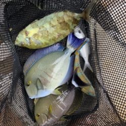 本部釣りイカダ 釣果