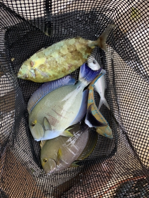 本部釣りイカダ 釣果