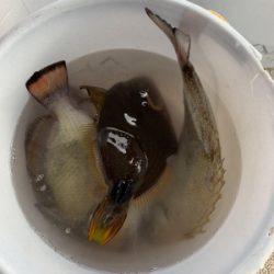 本部釣りイカダ 釣果