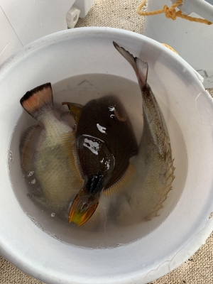 本部釣りイカダ 釣果